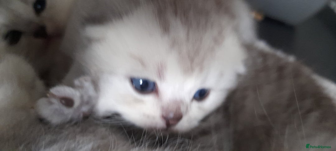 Scottish Fold cats for sale: LAST BOY FOLD. OPEN TO OFFERS.  in Aberdare - Image 12