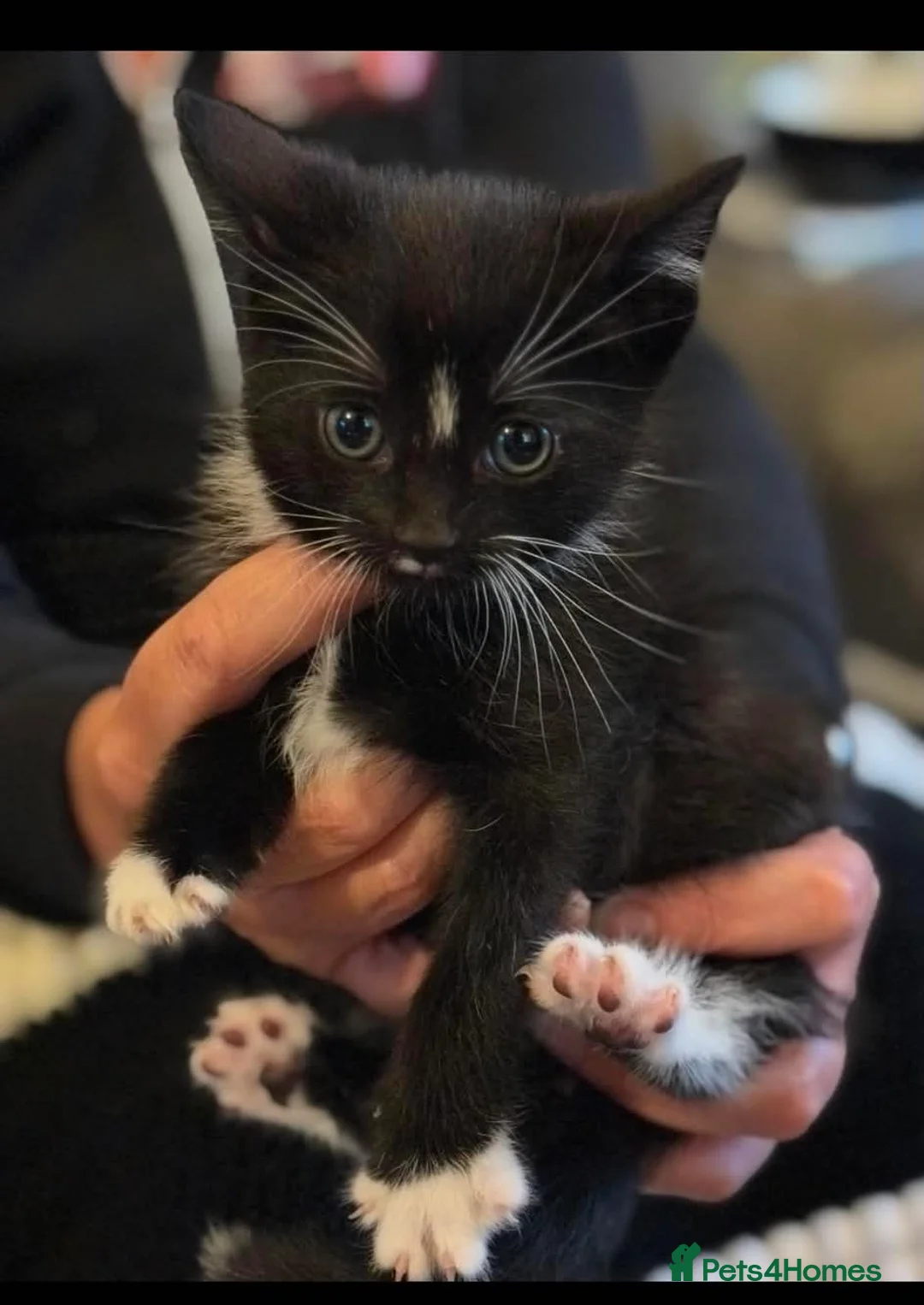 Mixed Breed cats for sale: 2 male and 1 female kittens  - Advert 4
