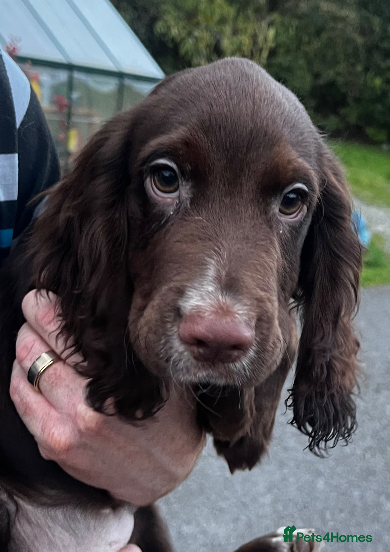 Cocker Spaniel dogs for sale: KC reg cocker spaniels ready now!!! - Advert 17