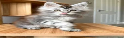 Maine Coon cats for sale: OUTSTANDING KITTENS! TICA Pedigree/Healthy/Vacc' - Advert 5