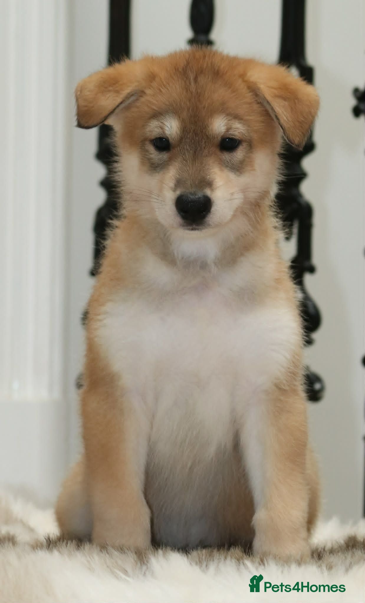 Saarloos Wolfdog dogs Timber dog wolfalike puppies - Advert 2
