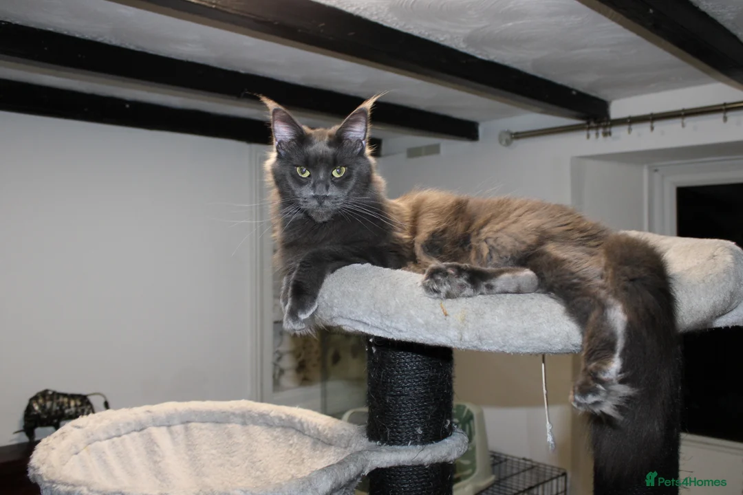 Maine Coon cats for sale:  Maine Coon Kittens Looking for Loving Homes 🐾 - Advert 2