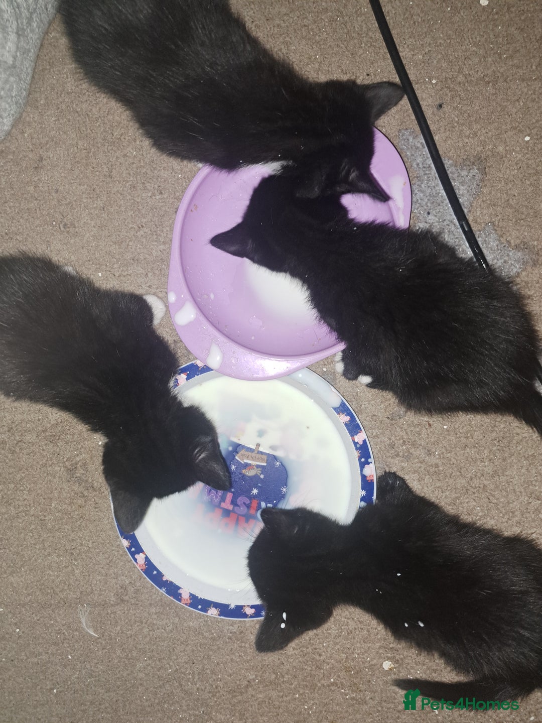 British Shorthair cats for sale: 3 black & white kittens  - Image 1