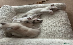 Ragdoll cats for sale: 5 Pure Ragdoll kittens - All Females -Pickup Ready - Image 5