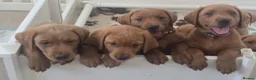Labrador Retriever dogs for sale: STUNNING FOX RED BOYS - READY TO GO - Advert 16