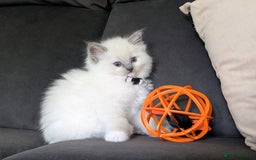 Ragdoll cats for sale: 🏆 🐾 Tica Registered EU Ragdoll Kittens 🐈 🏆 - Image 9