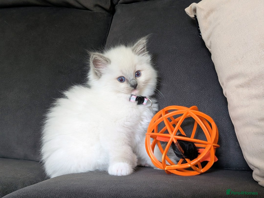 Ragdoll cats for sale: 🏆 🐾 Tica Registered EU Ragdoll Kittens 🐈 🏆 - Image 9