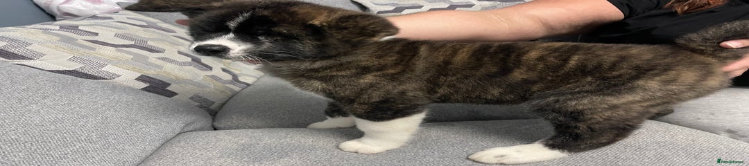 Japanese Akita Inu Puppy 4