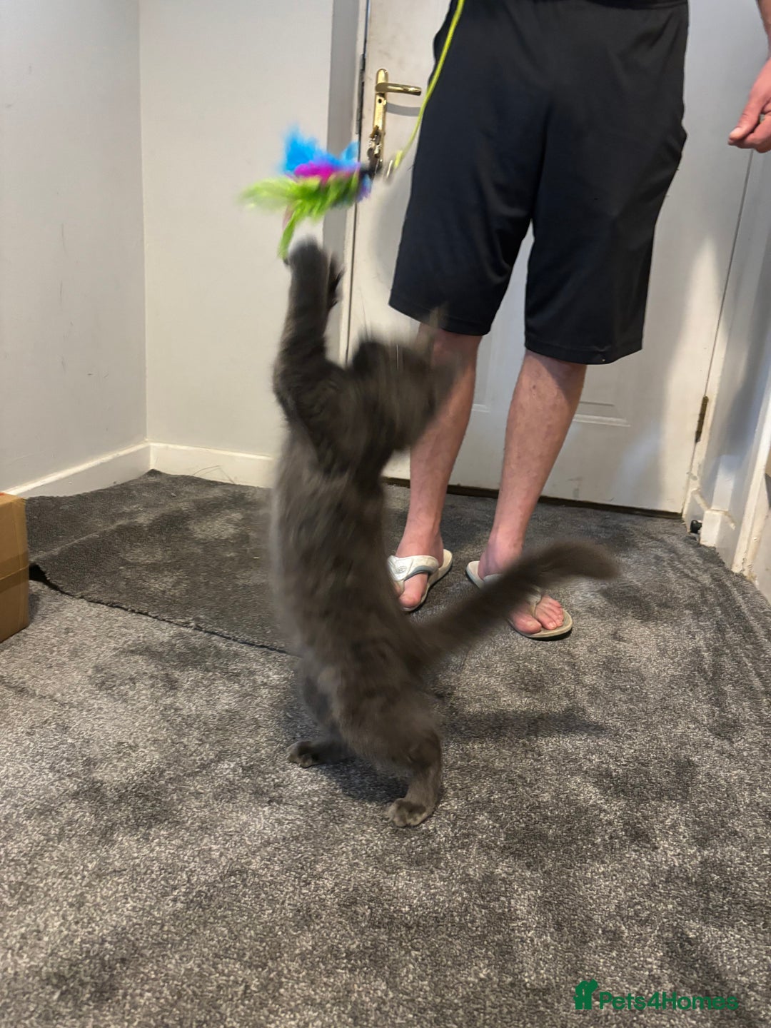 Maine Coon cats for sale: Maine Coon kitten TICA registered  - Image 6