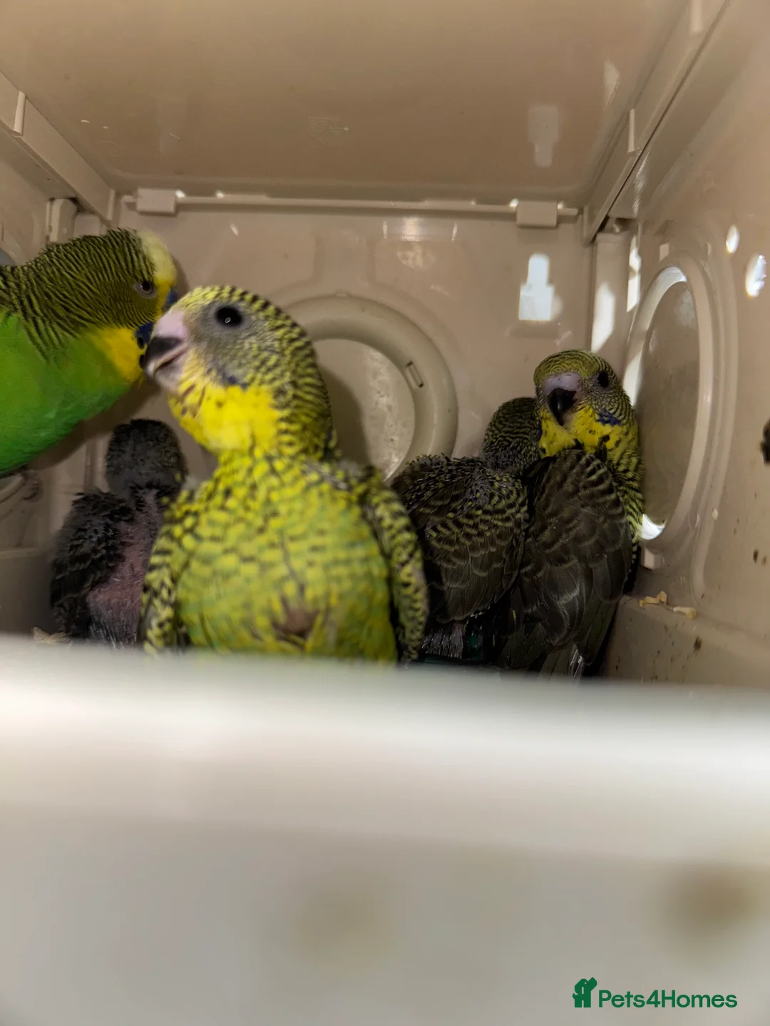Budgerigars birds for sale: BEAUTIFUL 🤩 BUDGIES BW/SPLIT BF - Advert 2
