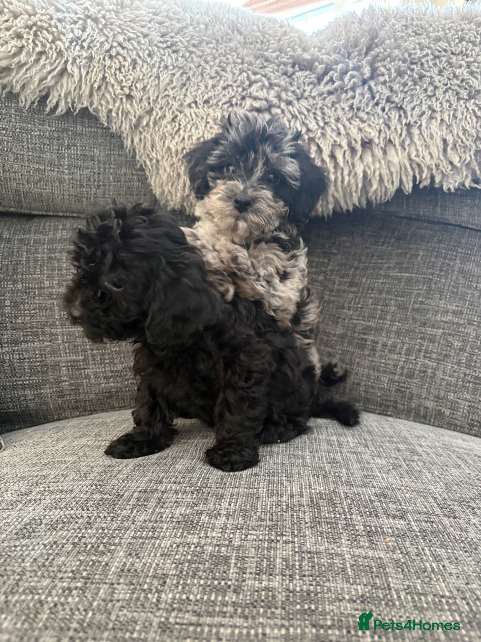 Cavapoo dogs Health tested Cavapoo puppies  - Advert 10
