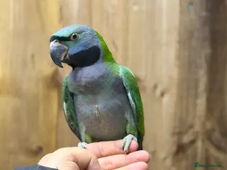 Parrots birds Lord Darbyan parrot - Advert 1