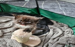 Mixed Breed cats for sale: Ragdoll x scottish fold kittens. Long haired - Image 3