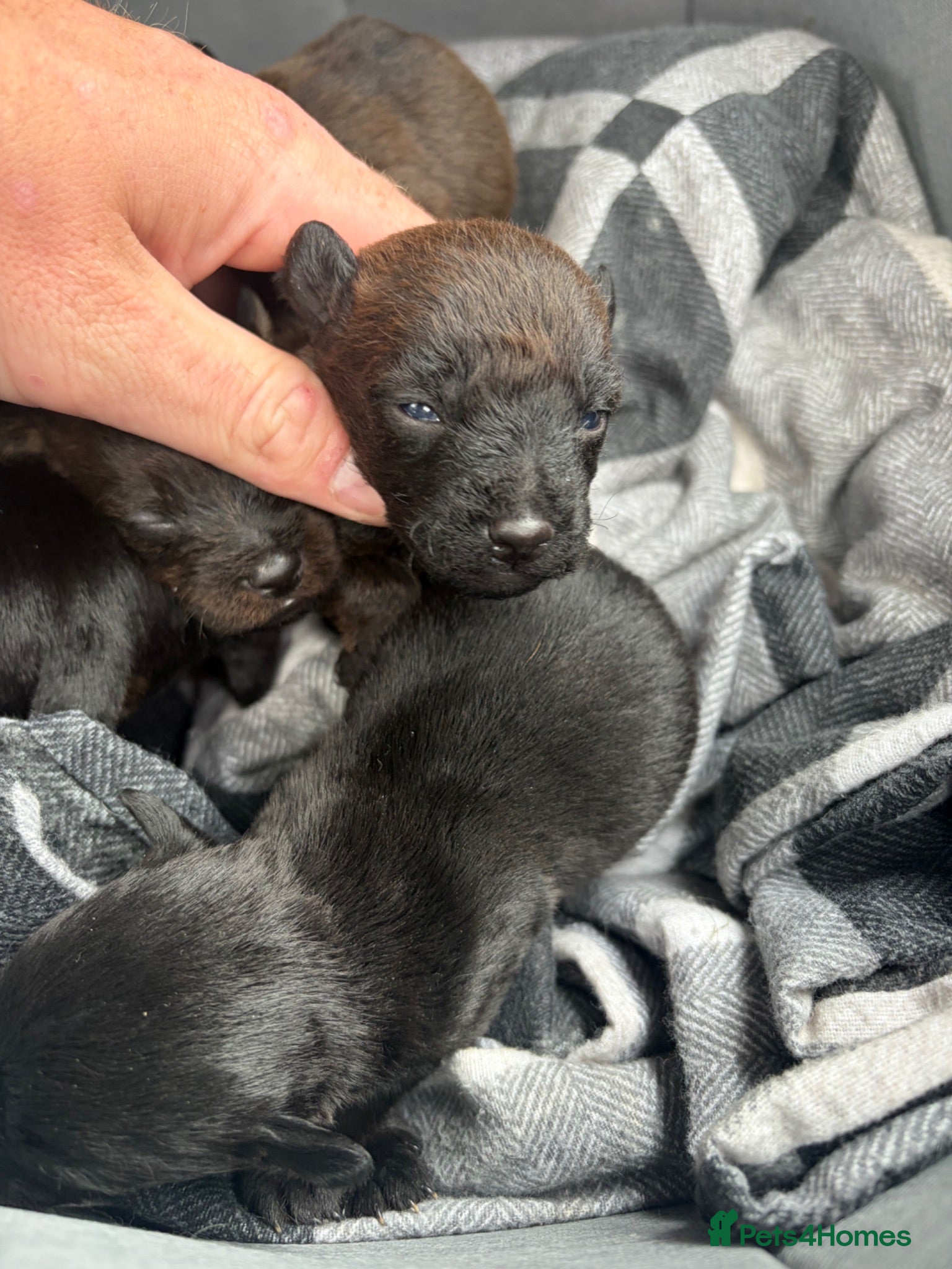 Patterdale Terrier dogs patterdale - Advert 1