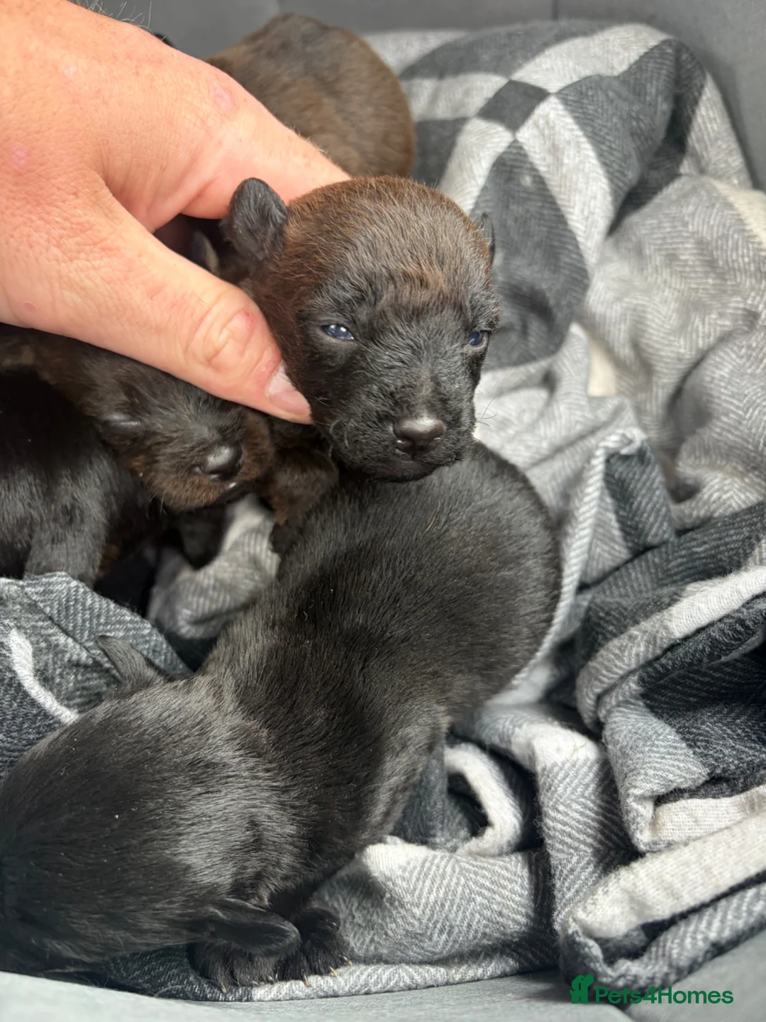 Patterdale Terrier dogs for sale: patterdale - Advert 1