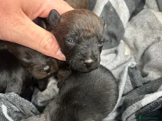 Patterdale Terrier dogs for sale: patterdale - Advert 2