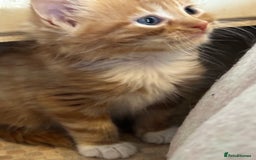 Mixed Breed cats for sale: Beautiful litter off kittens  - Image 36