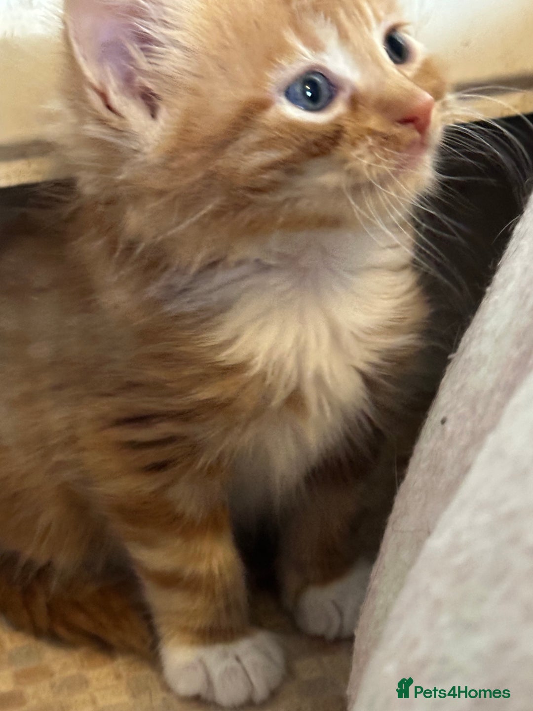 Mixed Breed cats for sale: Beautiful litter off kittens  - Image 36