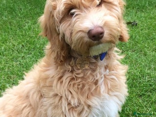 Cockapoo dogs Beautiful brown cockapoo - Advert 1