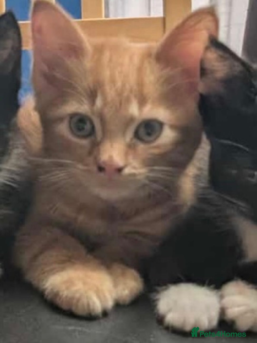 Mixed Breed cats for sale: 10 weeks of beautiful ginger boy kittens - Image 7
