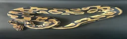 Python Snake reptiles for sale: Royal Pythons Various Ones Available  - Advert 7