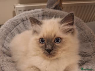 Ragdoll cats GCCF Ragdoll kittens ( Grandchampion father). - Advert 11