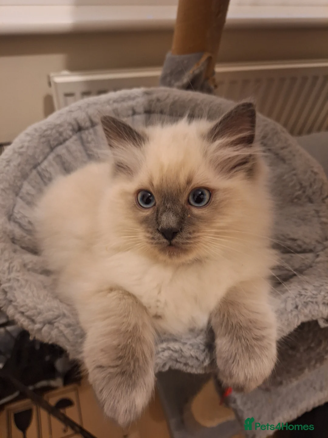 Ragdoll cats for sale: GCCF Ragdoll kittens ( Grandchampion father).    - Advert 1