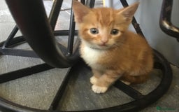 Domestic Shorthair cats for sale: Kitten for sale. Family pet.  - Image 8