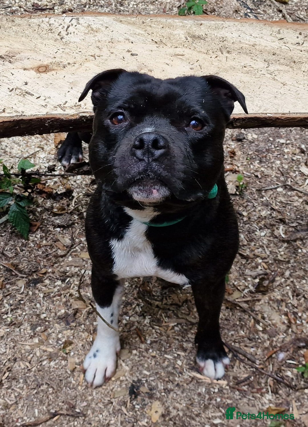 Staffordshire Bull Terrier dogs for sale: Kc reg pied, blue and black Staffies  - Advert 2