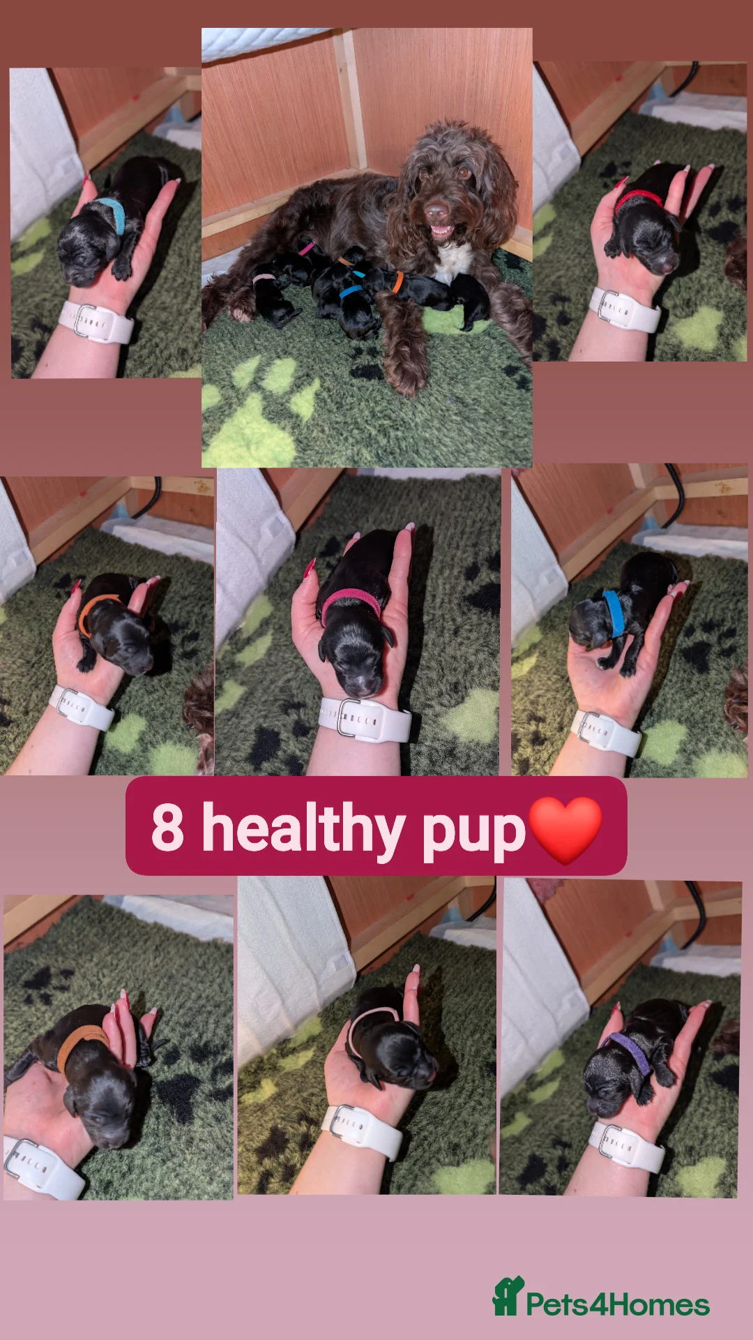 Sproodle dogs for sale: Sproodle f1b puppies - Advert 29