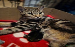 Domestic Shorthair cats for sale: Beautiful male tabby - Advert 18
