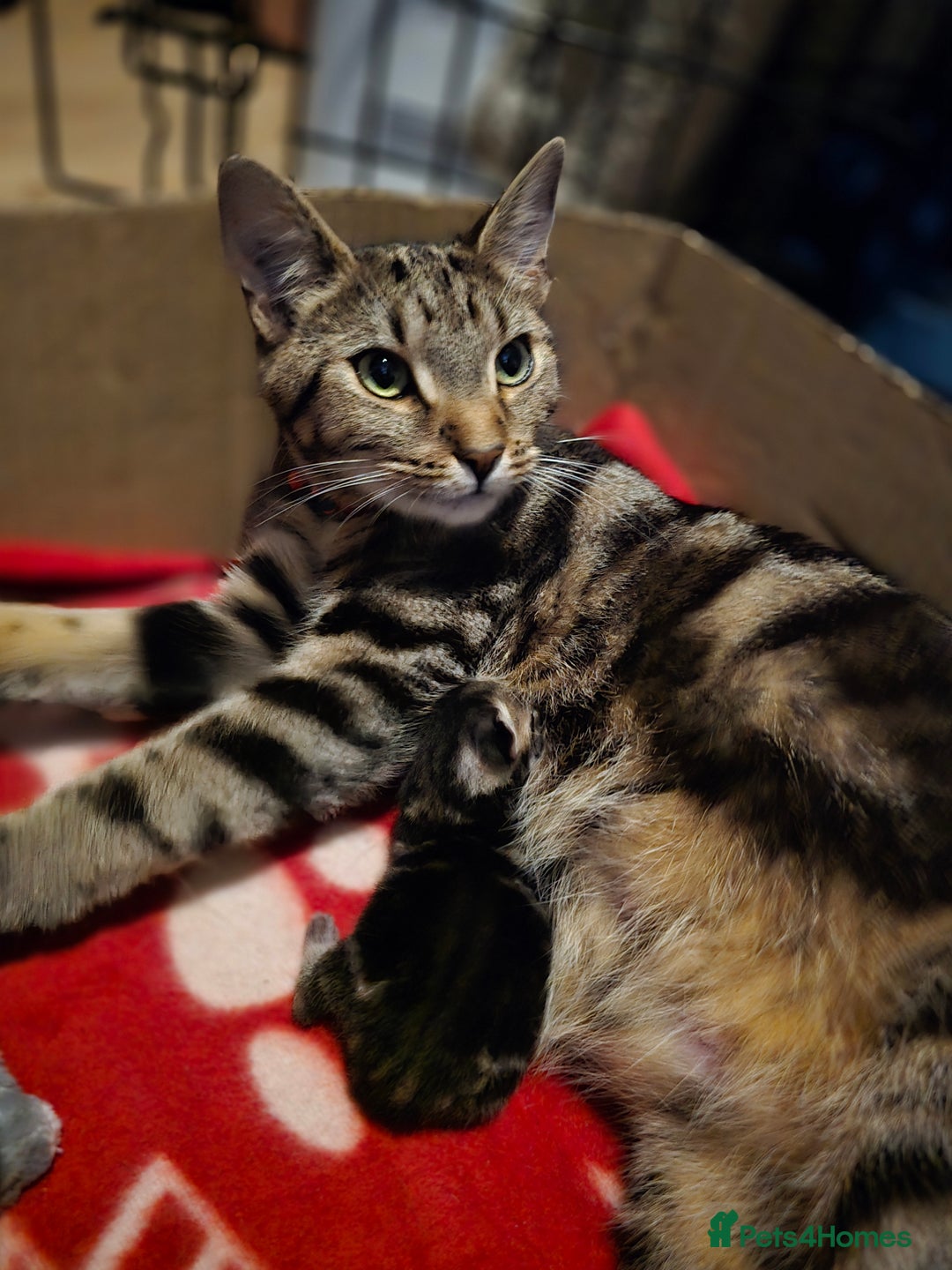 Domestic Shorthair cats for sale: Beautiful male tabby - Advert 18