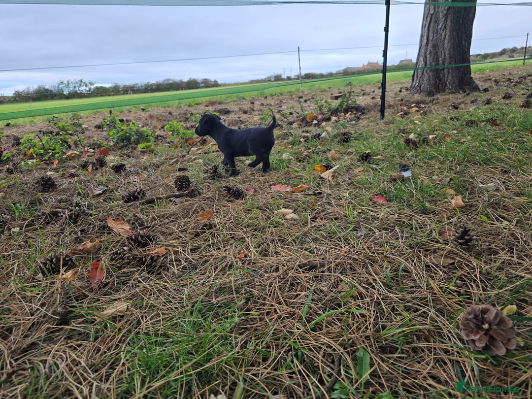 Patterdale Terrier dogs for sale: Quality patterdale terriers  - Image 2