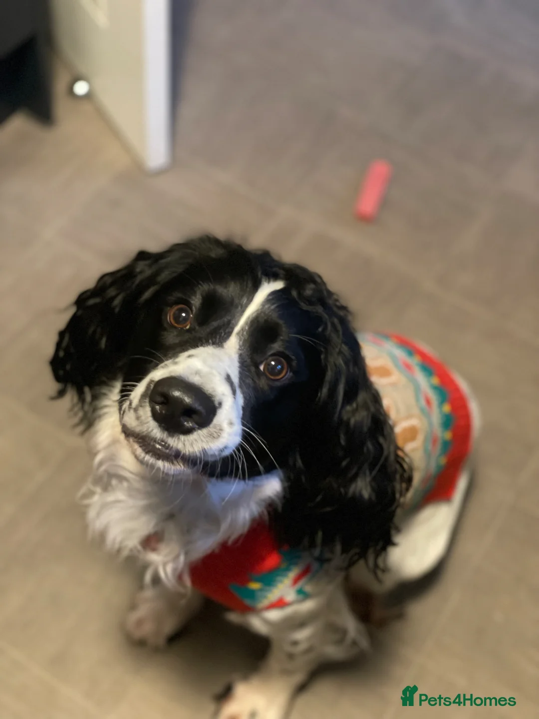 Sprocker dogs for sale: Sprocker  in Falmouth - Advert 2