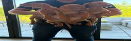 Hungarian Vizsla dogs for sale: KC HUNGARIAN VIZSLA TOP PEDIGREE 3 LEFT in Saltburn-by-the-Sea - Advert 4