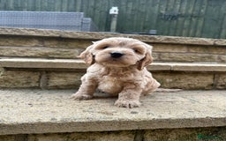 Cockapoo dogs for sale: Cockerpoo puppies - Image 4