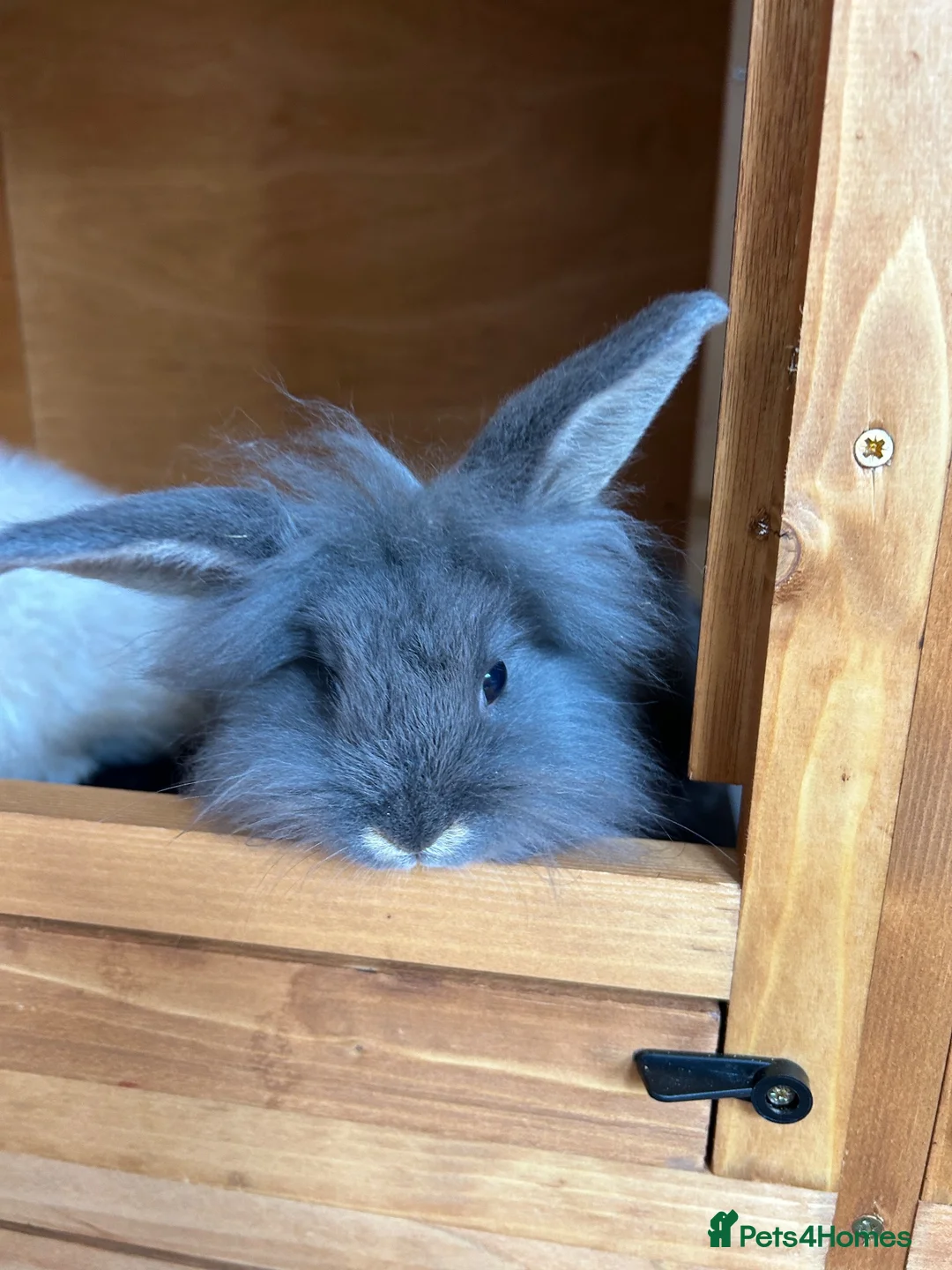 Angora rabbits for sale: Mixed, angora and Teddywidder £70 - Advert 2