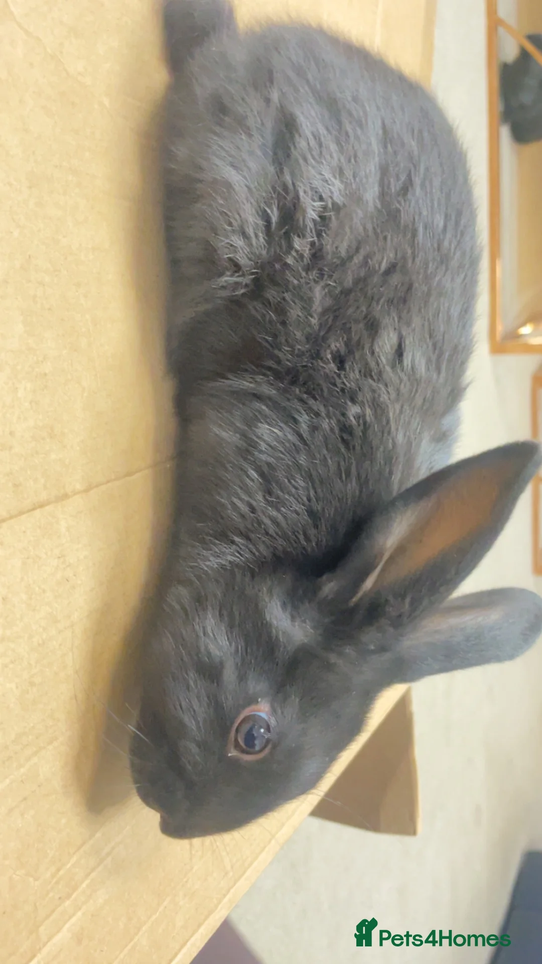 New Zealand rabbits for sale: Pure New Zealand - Advert 8
