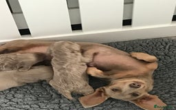 Miniature Dachshund dogs for sale: 💗 READY TO LEAVE - K.C MINIATURE DACHSHUND 💗 - Image 2