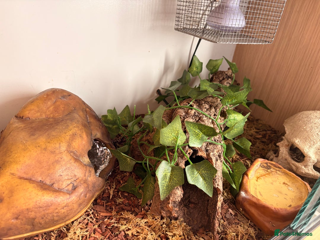 Leopard Gecko reptiles for sale: Female Leopard Gecko - Advert 4