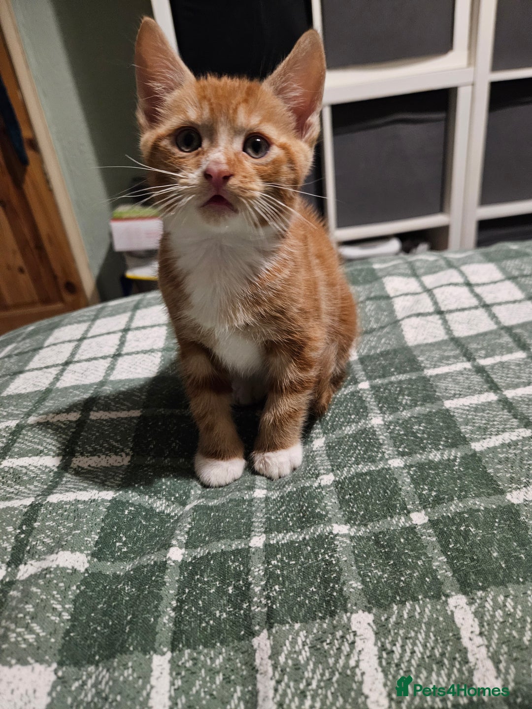 Mixed Breed cats for sale: Kittens ready for forever homes.  - Advert 3