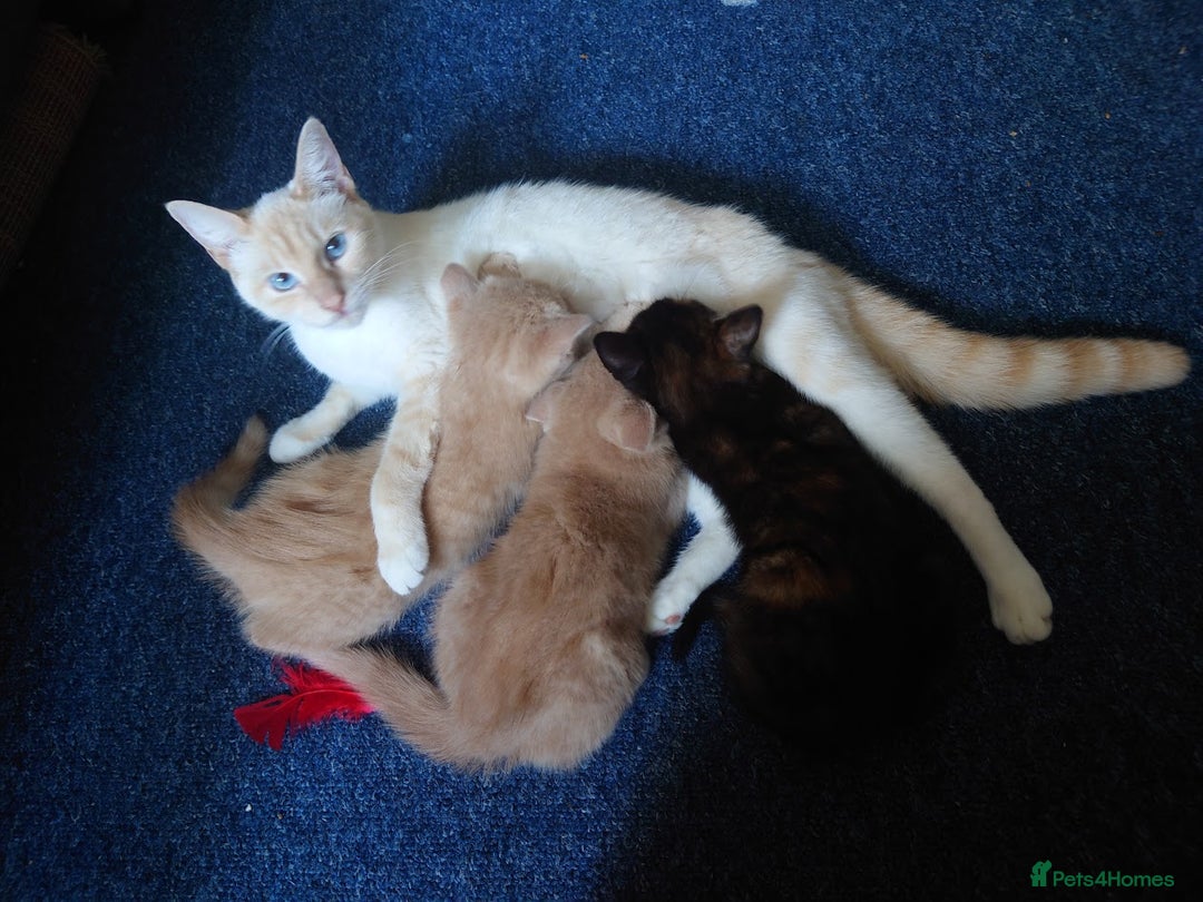 Domestic Shorthair cats for sale: 3 kittens for sale - Image 10