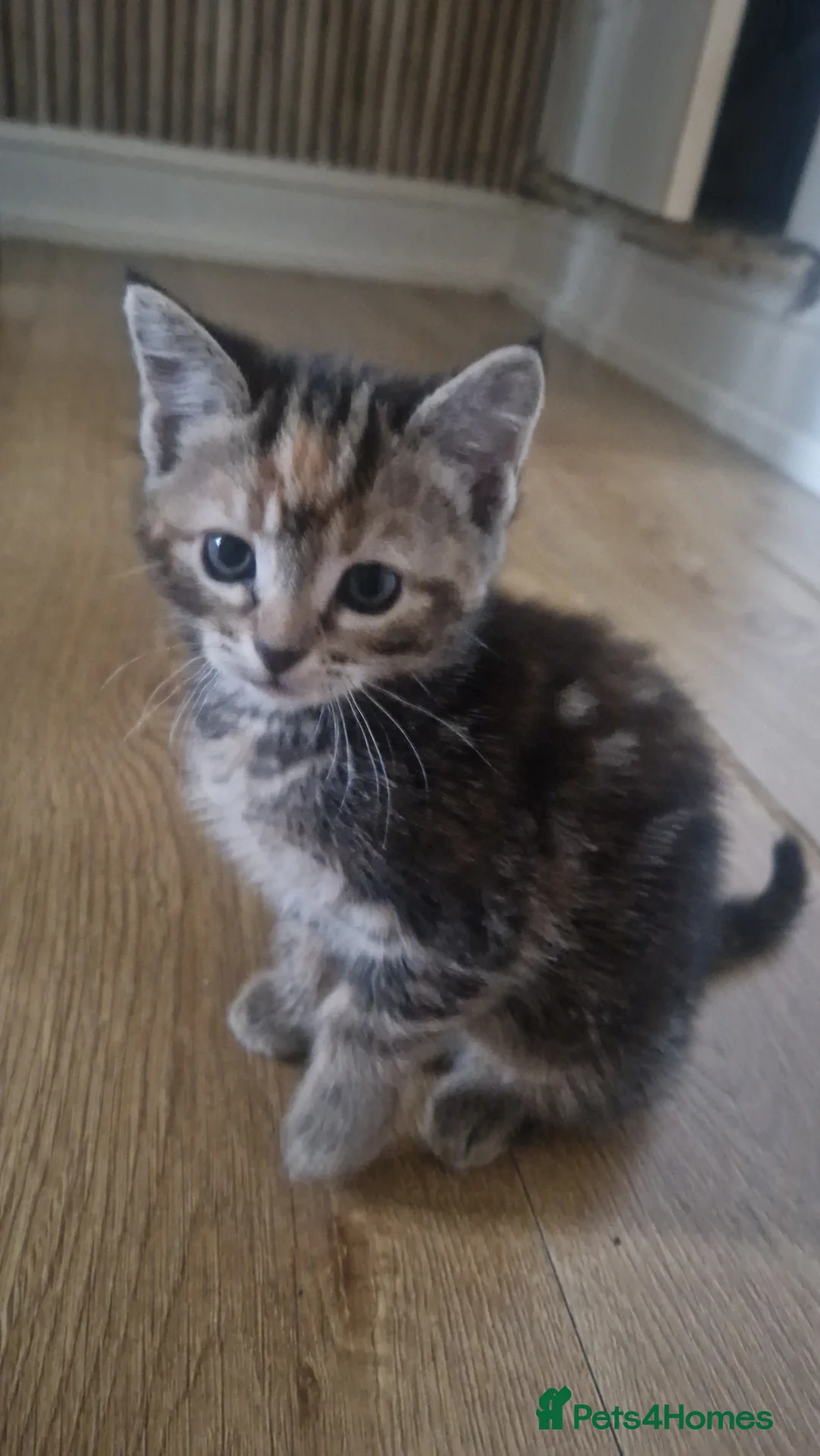 Mixed Breed cats for sale: Beautiful frendly kittens  - Advert 7