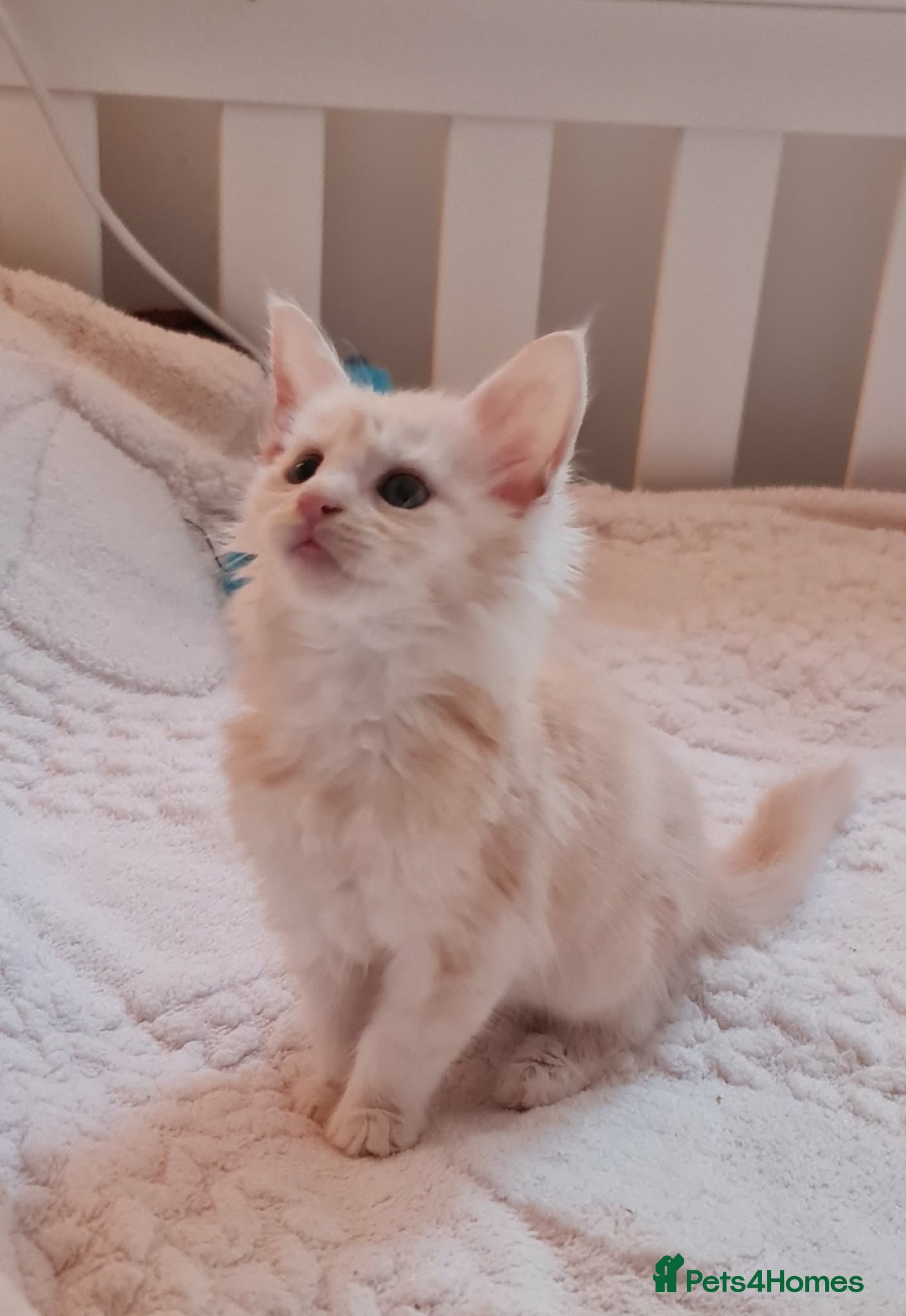 Maine Coon cats Maine Coon Kittens-Black Smoke&Cream Silver - Advert 5