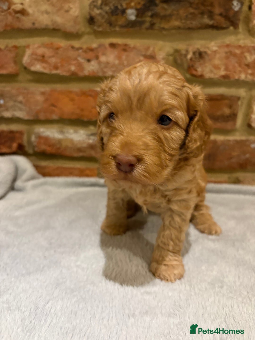 Cockapoo dogs for sale: F1b cockapoo puppies - Advert 19