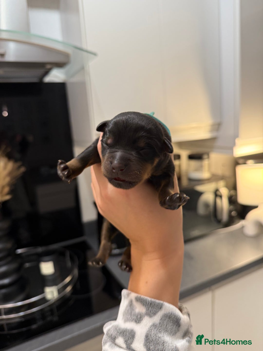 Rottweiler dogs for sale: Chunky Rottweiler puppies - Advert 16