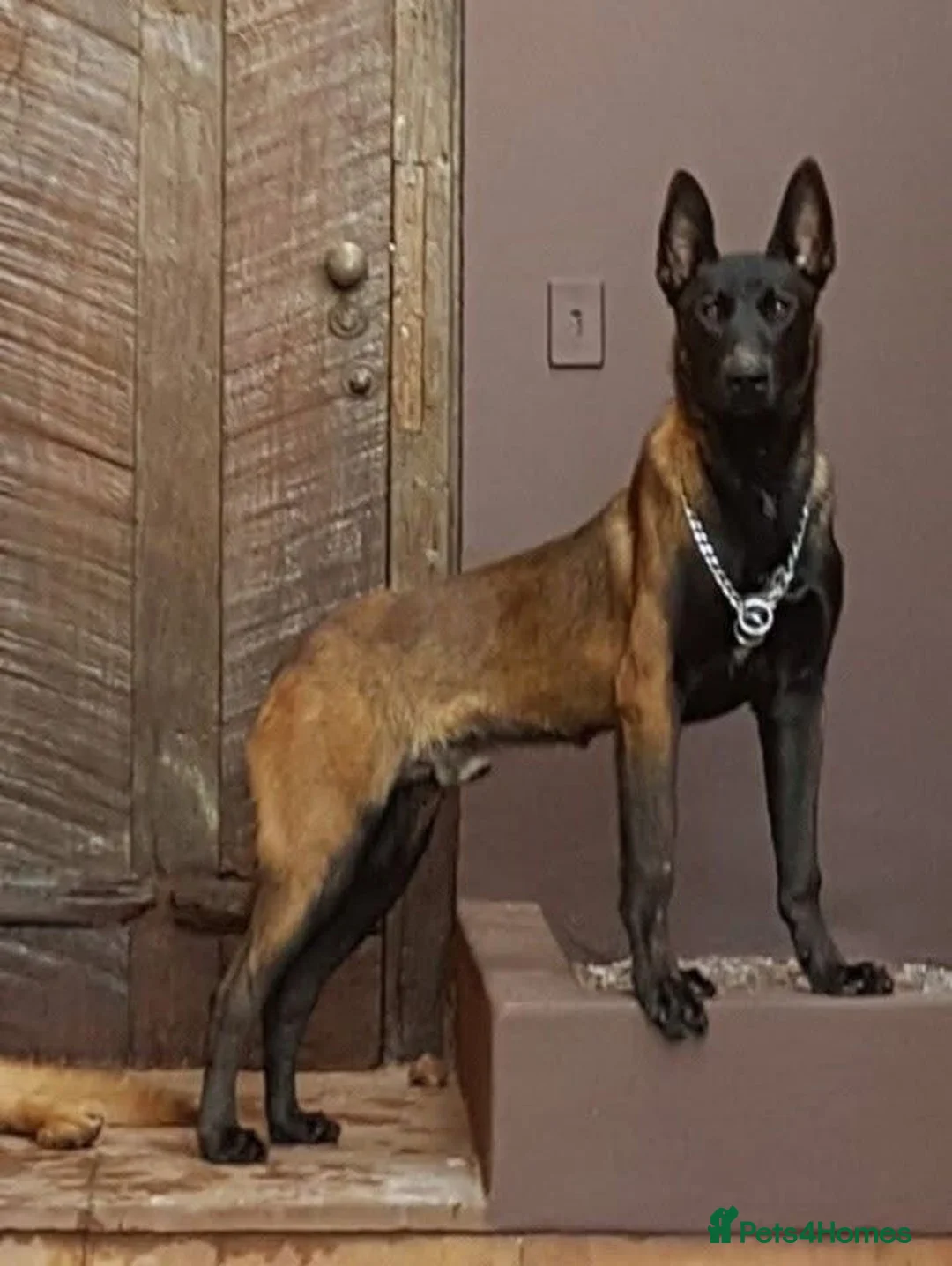 Belgian Shepherd Dog dogs for sale: Belgion Malinois Male - Advert 2