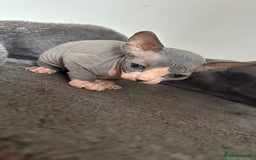 Sphynx cats for sale: Amazing colour Sphynx - Image 17