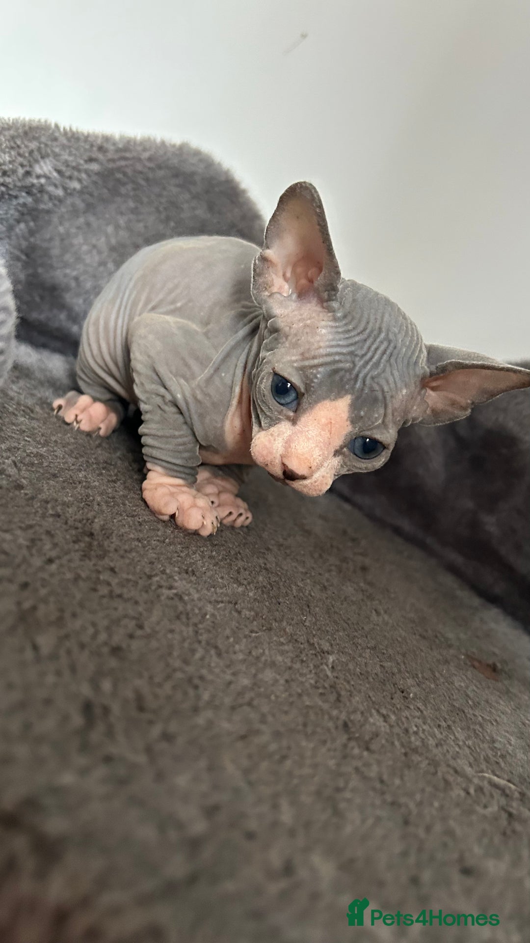 Sphynx cats for sale: Amazing colour Sphynx - Image 17