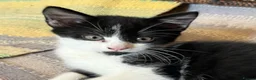 Mixed Breed cats for sale: Five kittens ready to go - Advert 4
